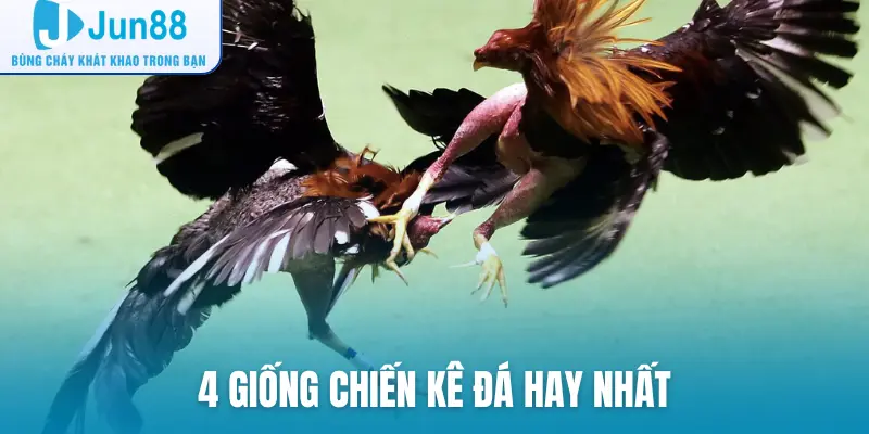 4 giống chiến kê đá hay nhất