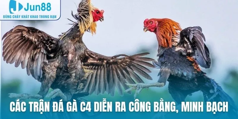 Các trận đấu đá gà C4 diễn ra công bằng, minh bạch