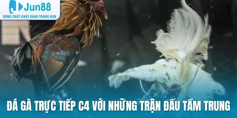 Đá gà trực tiếp C4 với những trận đấu tầm trung hấp dẫn