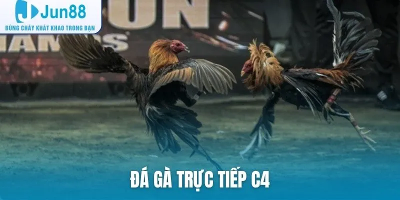 đá gà trực tiếp C4
