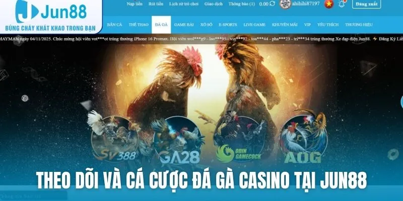 Người chơi dễ dàng theo dõi và cá cược đá gà casino tại Jun88