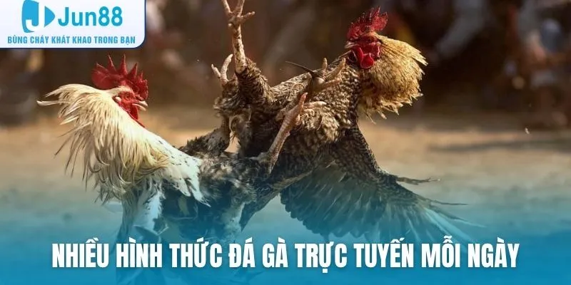 Nhiều hình thức đá gà trực tuyến để người chơi theo dõi mỗi ngày