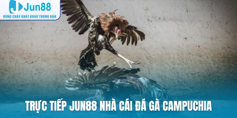 Trực tiếp Jun88 nhà cái đá gà Campuchia